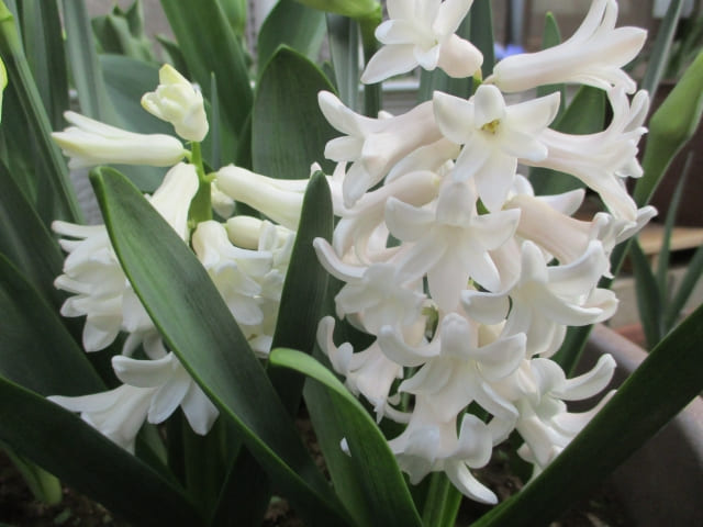 色別で見るヒヤシンスの花言葉