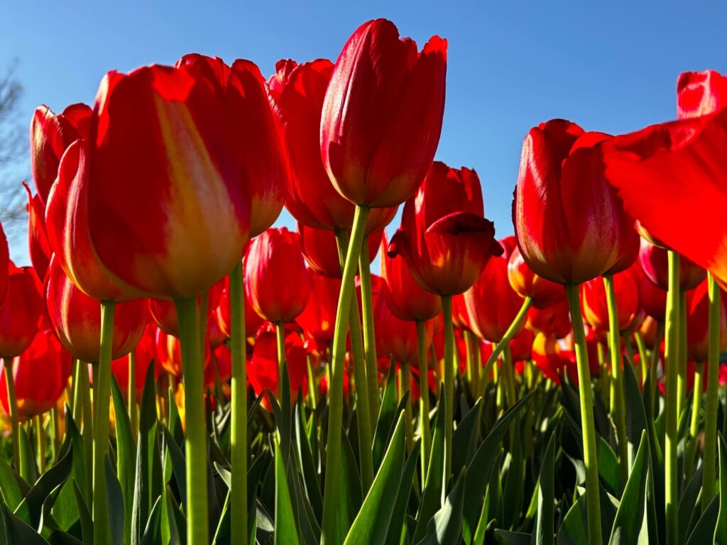 赤いチューリップの花言葉(愛の告白)