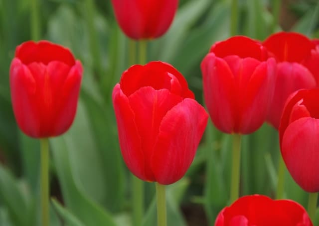 花言葉 チューリップの基本