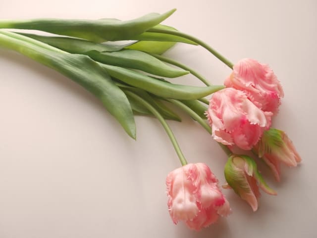 花言葉 チューリップは本数でも変わる|