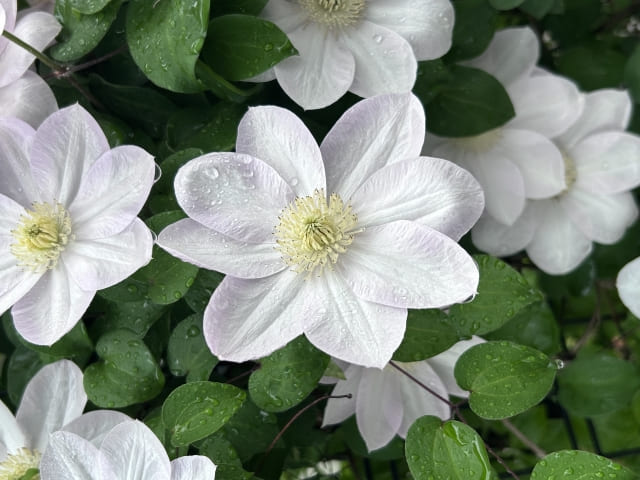 クレマチス 花言葉を色別・種類別に紹介