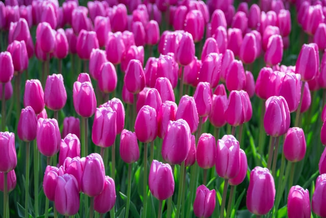 紫のチューリップの花言葉(