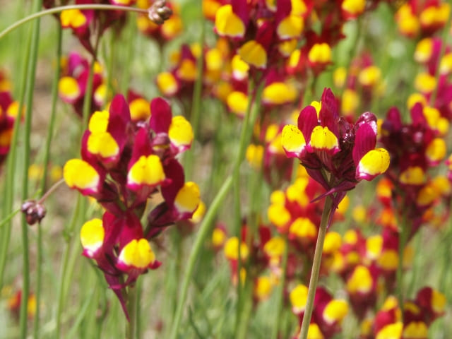 リナリアの花言葉まとめ