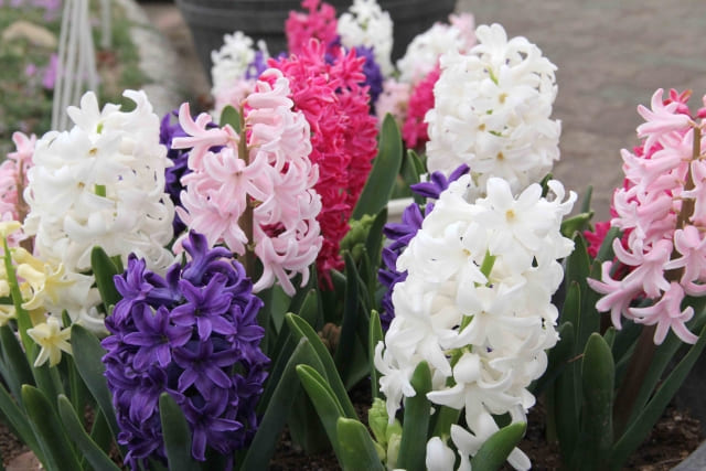 ヒヤシンスの花言葉とは?