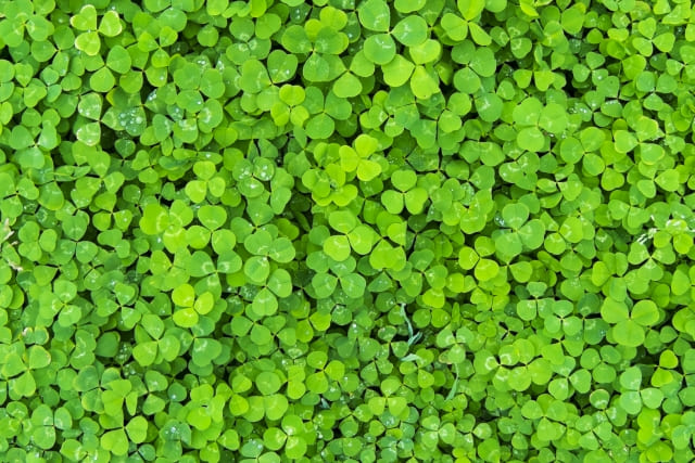 花言葉 クローバーの葉の枚数別の意味