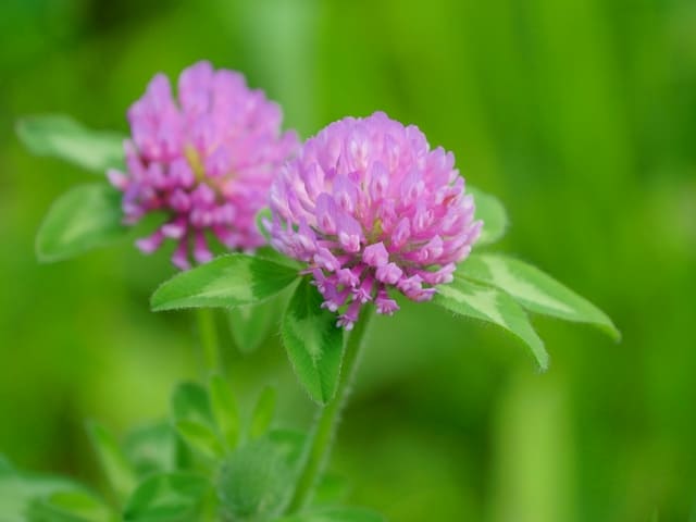 赤クローバー(アカツメクサ)の花言葉