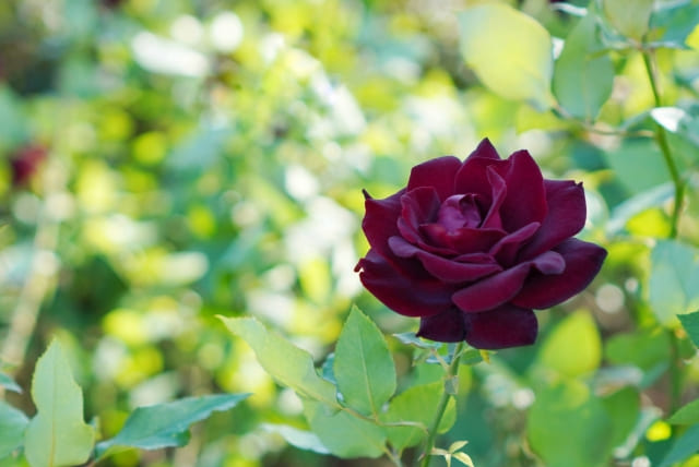 黒バラの魅力を引き出す贈り方と育て方