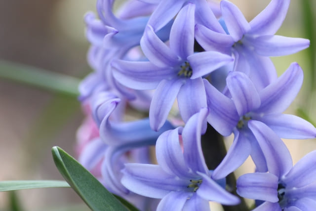 ヒヤシンスの花言葉は贈り物に向いている?