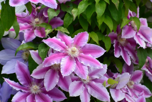 クレマチス 花言葉の意味と由来