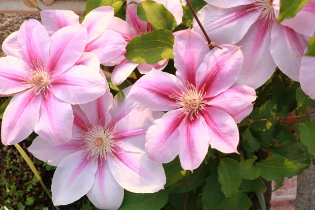 クレマチス 花言葉を贈る意味