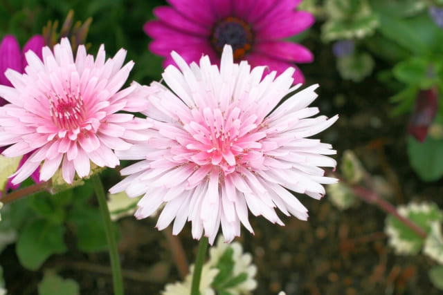 ピンクのタンポポが示す気持ち
