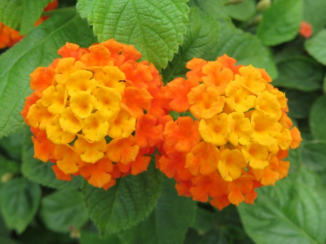 ランタナの花言葉と知っておきたい特徴