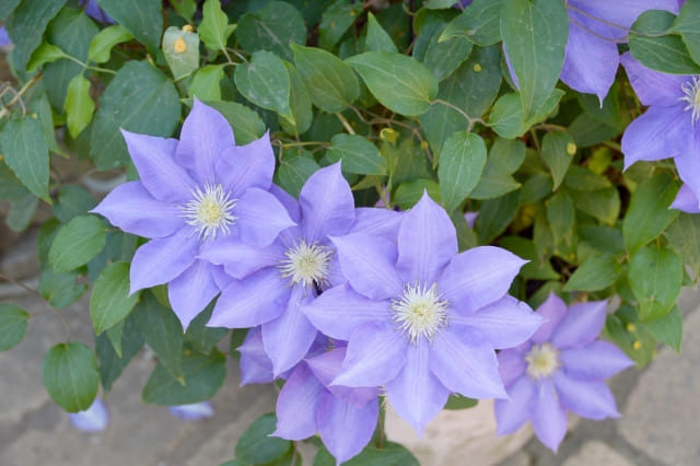 テッセンの花言葉と基本情報を紹介