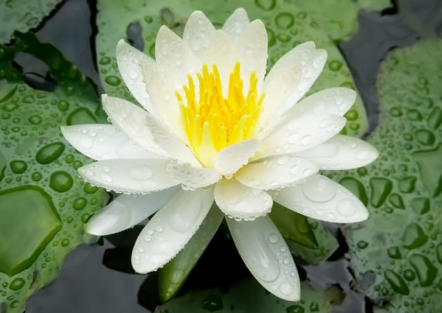 蓮華の花言葉は怖い？由来や噂を解説