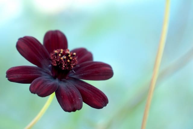 チョコレートコスモスの花言葉には怖い意味がある?