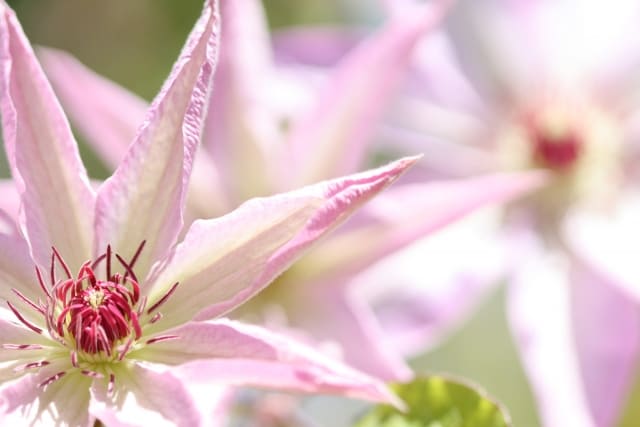 テッセンの花言葉は怖い?意味を解説