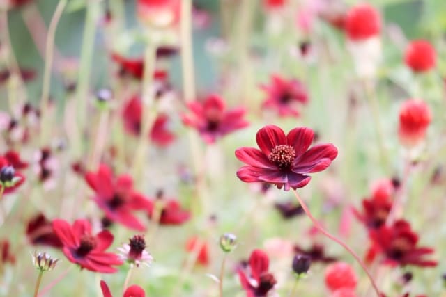 チョコレートコスモスの花言葉と基本情報