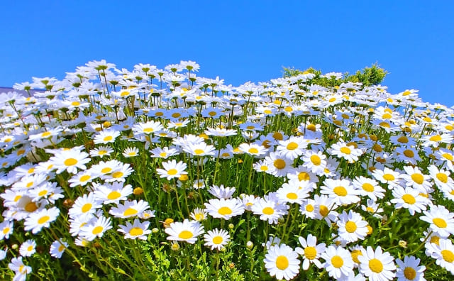 ノースポールの花言葉と植物の特徴