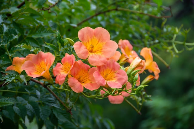 ノウゼンカズラの花言葉に怖い意味はある？