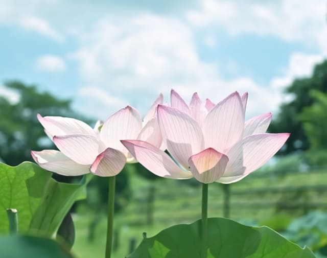 蓮華の花言葉で心を和ませよう