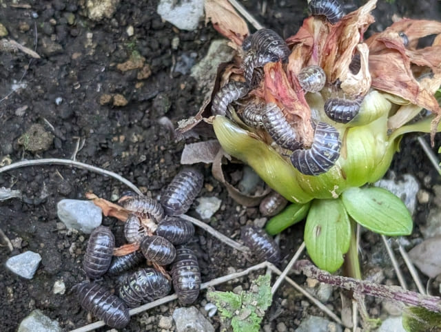 防草シートのデメリットは虫が湧くこと？