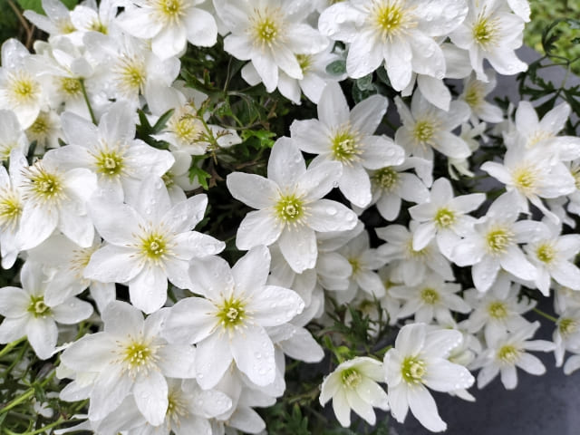 テッセンの花言葉まとめ