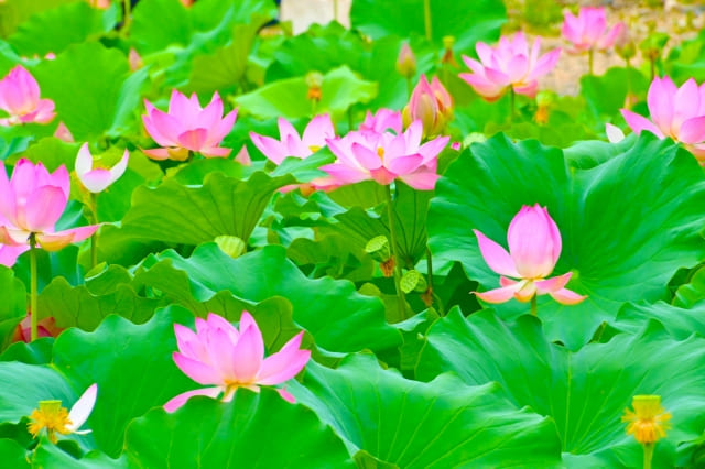 蓮華の花言葉とハスの違いを知ろう