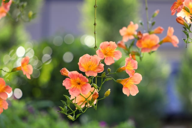花言葉 ノウゼンカズラと色や名前の由来