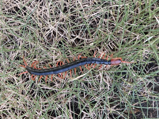 防草シートのデメリットである虫への対策