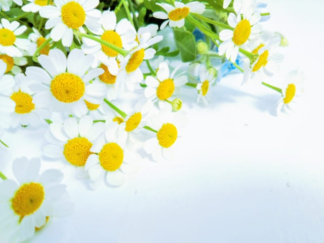 ノースポールの花言葉を楽しもう