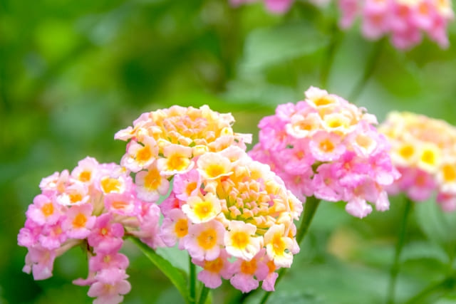 ランタナの花言葉の意味と怖い噂の真相