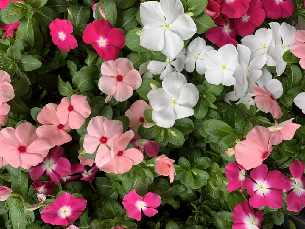 色別で楽しむニチニチソウの花言葉