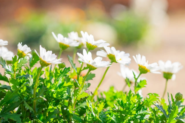 ノースポールの花言葉の意味と由来