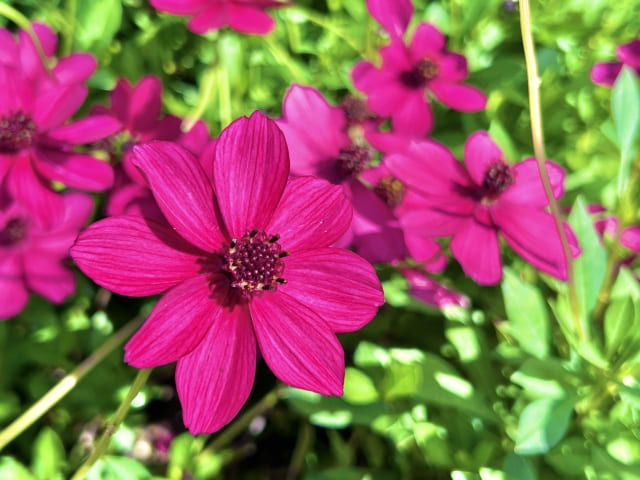 チョコレートコスモスの花言葉で想いを伝えよう