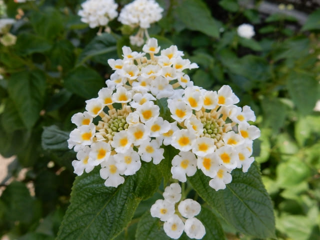 ランタナの花言葉を楽しもう