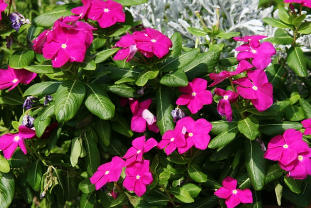 ニチニチソウの花言葉を贈ろう