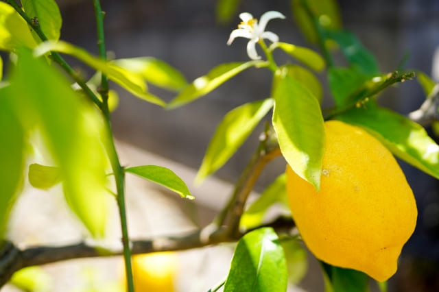 レモンの花言葉と名前の由来