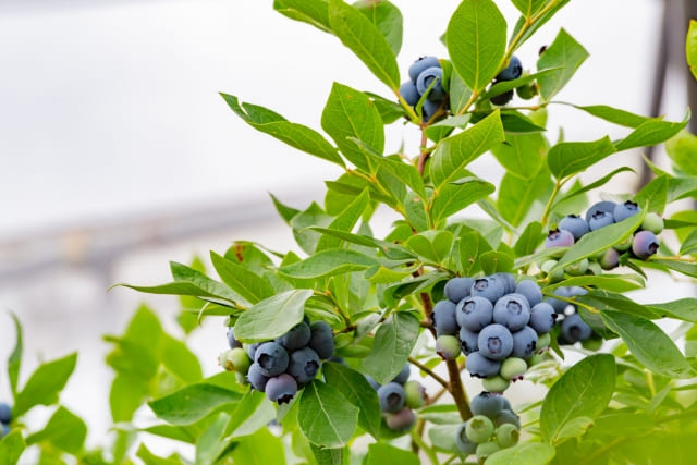 ブルーベリーの花言葉は裏切りと好意