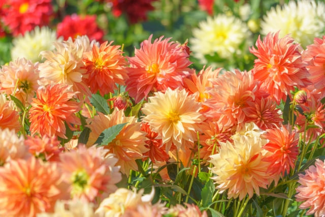 ダリアの花言葉は裏切りで怖い?