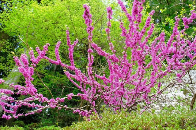 ハナズオウの花言葉は裏切りと不信