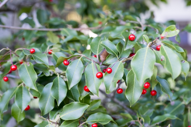初心者が注意すべきソヨゴの剪定のコツ