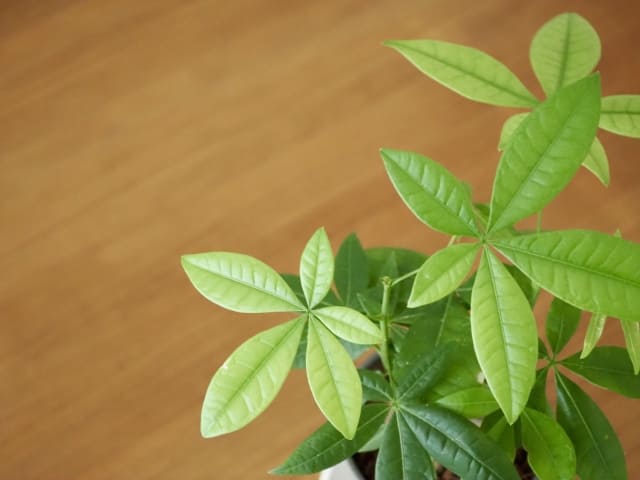 パキラの剪定でバッサリ切る方法と手順