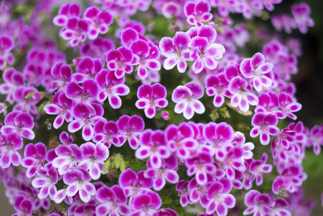 木質化したゼラニウムの剪定と増やし方