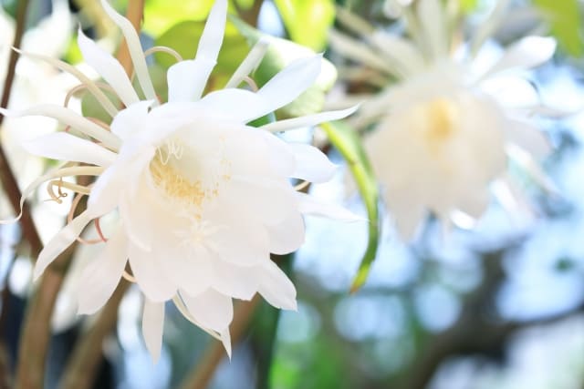 月下美人の育て方で重要な剪定のコツ