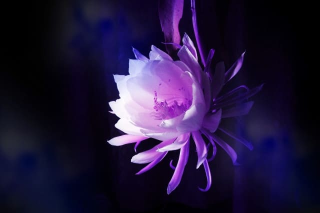 月下美人の育て方と剪定の基本